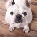 How to Keep Your Hardwood Floors Clean of Dog Hair